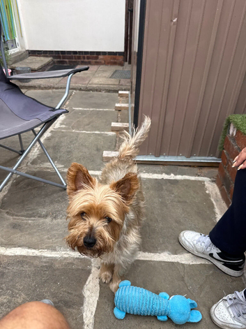 Yorkshire terrier bitch