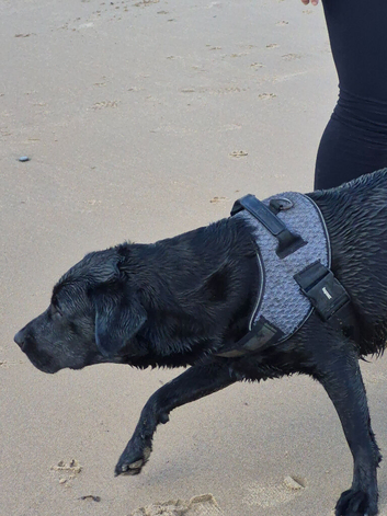 Looking for a stud to mate with my black dog