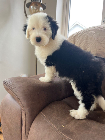 Ikc registered old english sheepdog puppies