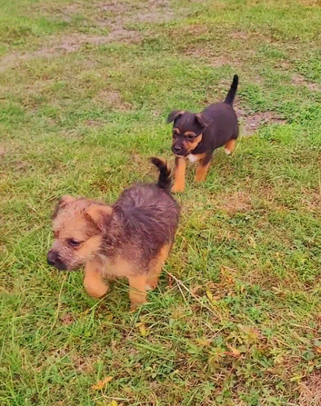 Jack Russell x Terrier