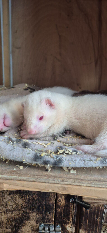 Ferret kits ....