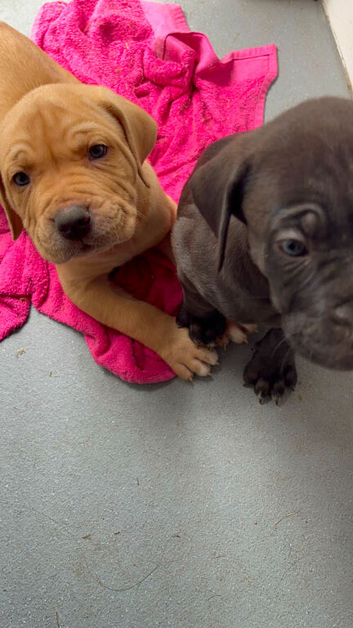Bullmastiff cross cane corso puppies