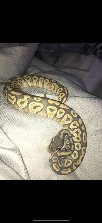 Orange Ghost Mojave Female