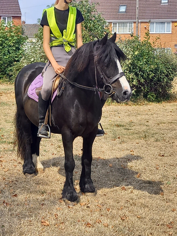 !13HH 12yr riding mare!