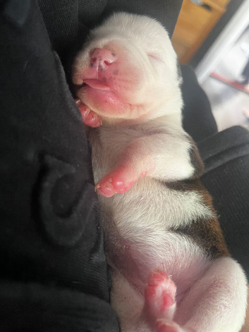 2 female puppy's