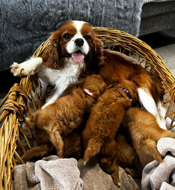 Health Tested F1 Red CavaPoos