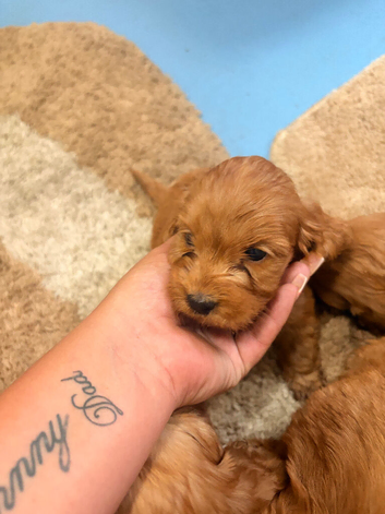 Beautiful Cockerpoo boys