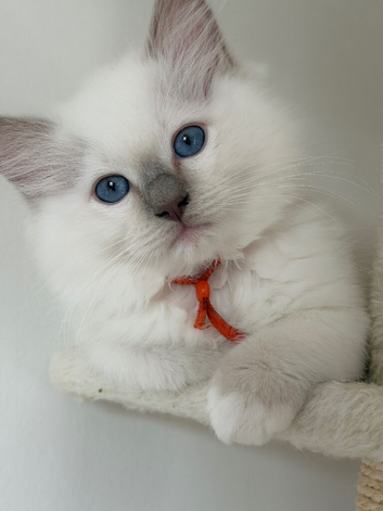 Ragdoll pure breed kittens 2 boys Ready now !!