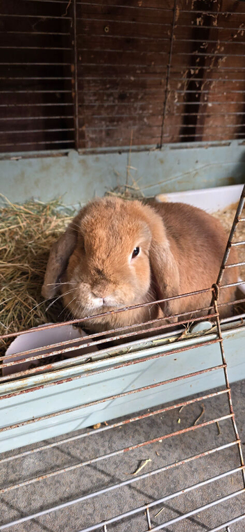 Mini lop female