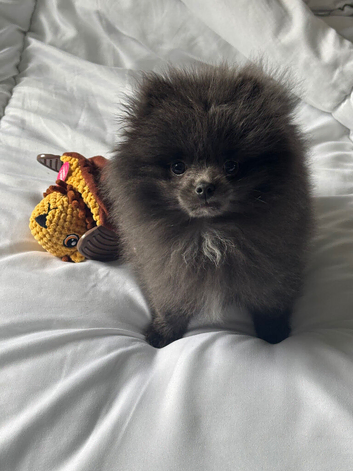 Tiny blue Pomeranian