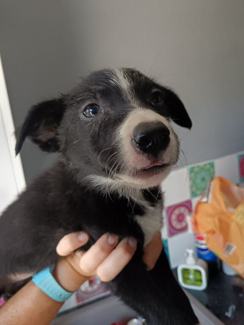 9 weeks female