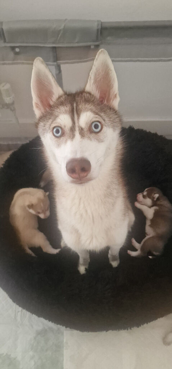Syberian Husky ️ Last 2 beautiful puppies available!