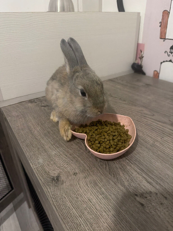 3 Netherland dwaf rabbits