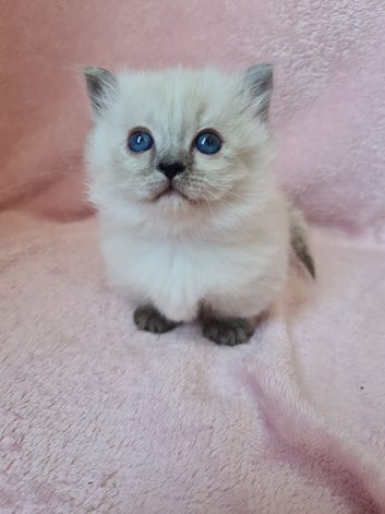 Ragdoll kittens