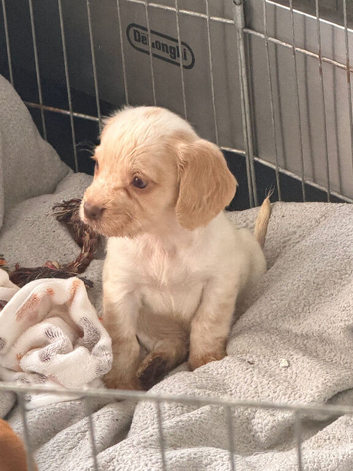 1 left Gorgeous cocker spaniel pups