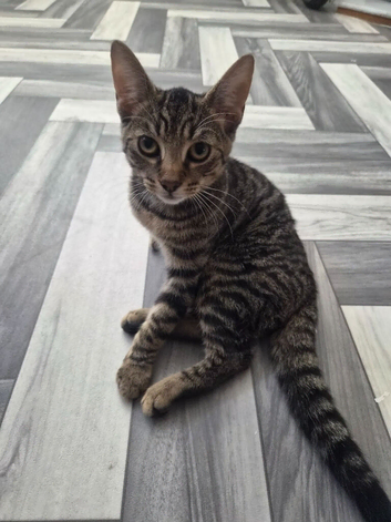 Girl kitten bluey