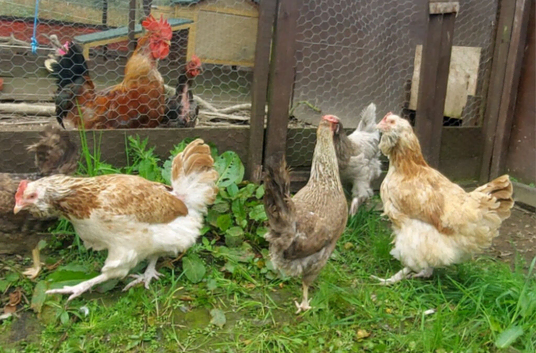 Two beautiful Salmon Faverolle Hens Rare Heritage Breed