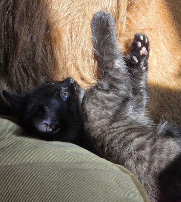 Melanistic Savannah kittens! &pound;325 RARE