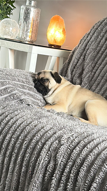 Pug
