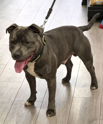 KC registered blue staffy available for stud