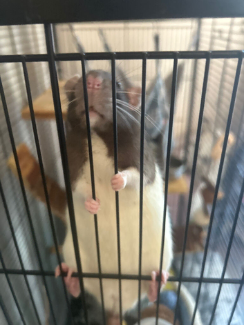 Two female rats