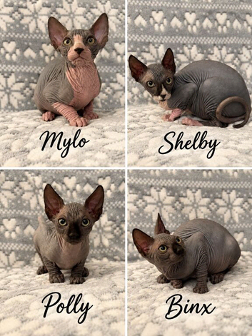 TICA REGISTERED SPHYNX KITTENS LOVING FAMILY HOMES SOUGHT