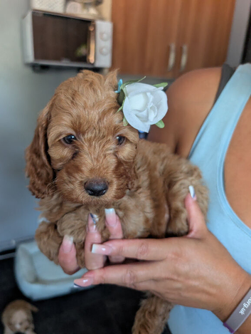 ️ Beautiful Cockerpoo Puppies 2 Girls & 4 Boys ️
