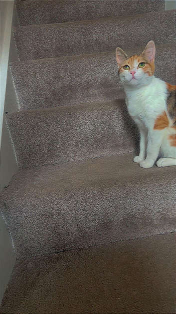 My cat is pregnant read description