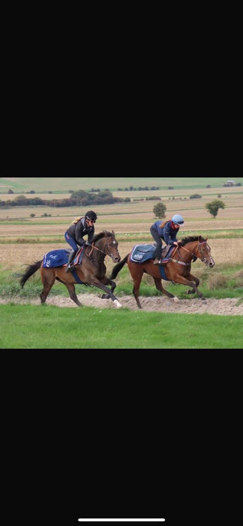 Fabulous TB Filly