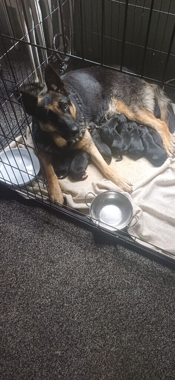 German shepherd puppies
