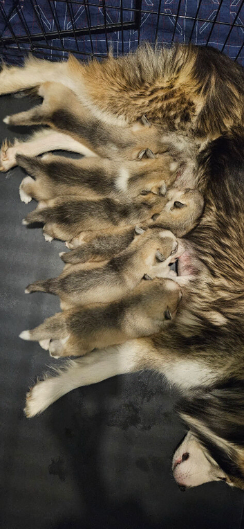 6 Northern Inuit &times; Husky