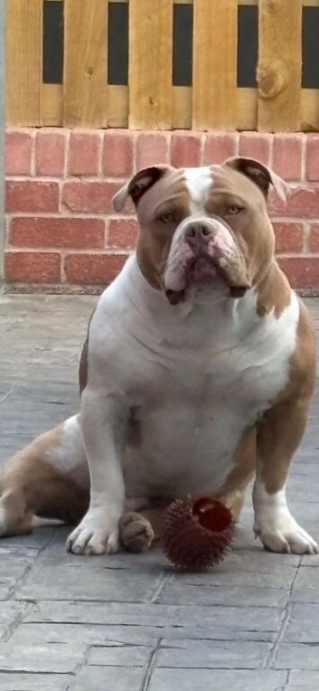 American bully pocket