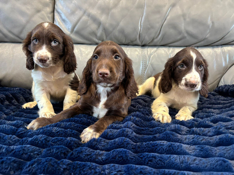 Cocker spaniel puppies ready now
