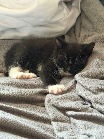 Female kitten black and white ready now Craigavon NI