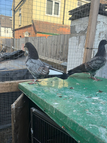 Fancy pigeon