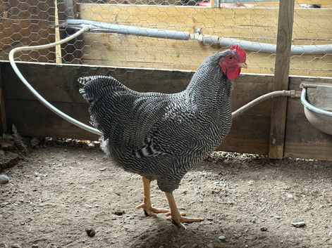 Barred Plymouth Rock Rooseters