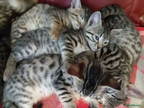 Bengal &times; Blue British Shorthair Kittens Ready Now