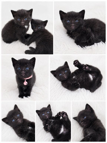 Microchip kittens+goodybag