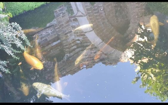 Koi carp