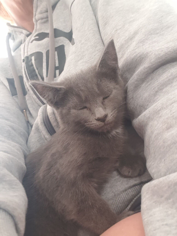 Russian blue kittens