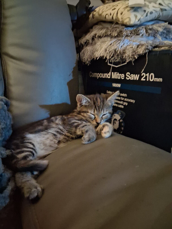 Kitten for sale
