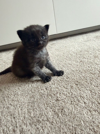 Kitten