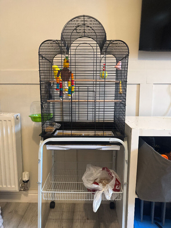 Danny the budgie