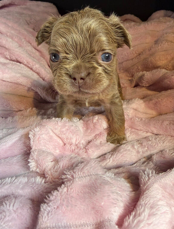 REDUCED! Fluffy & Pink frenchie