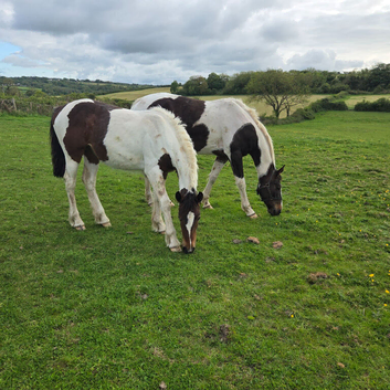 Yearling filly