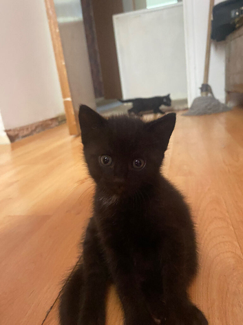 2 black kittens