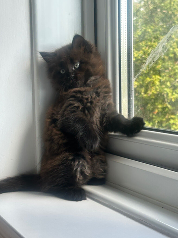 1/2 Maine coon x 1/2 British shorthair kittens