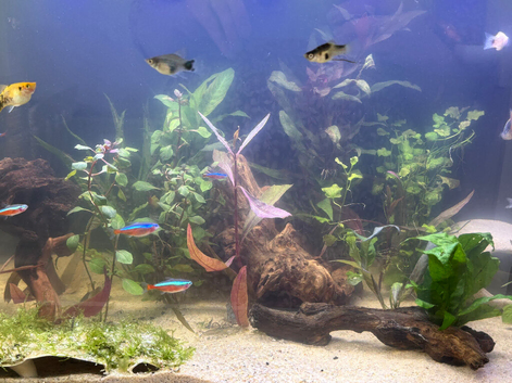 Platy fish x 8