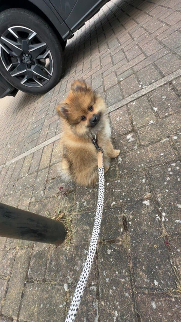 Pomeranian