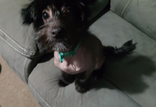 Hairless Chinese crested girl